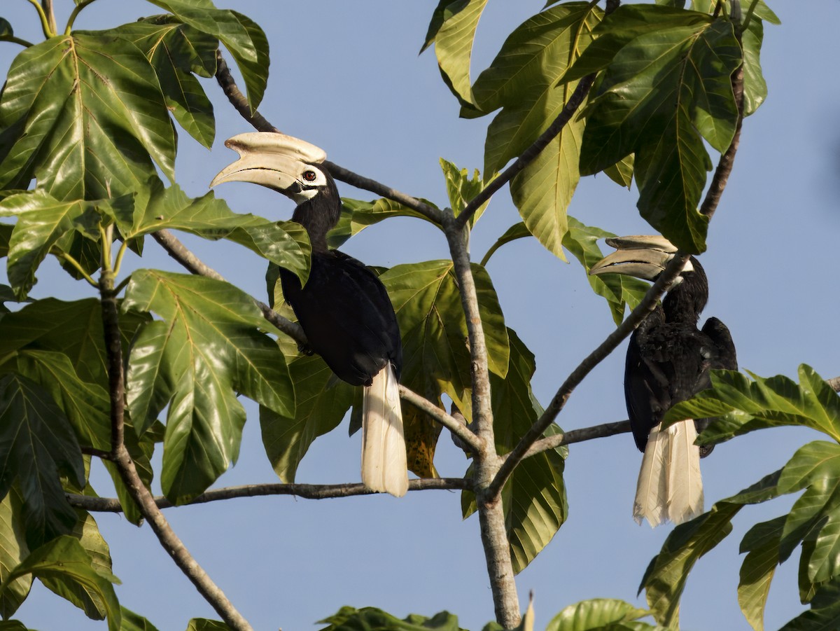 Palawan Hornbill - ML620605382