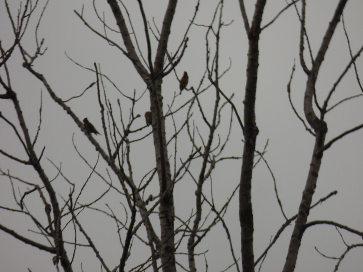 Cedar Waxwing - Kathy Haase