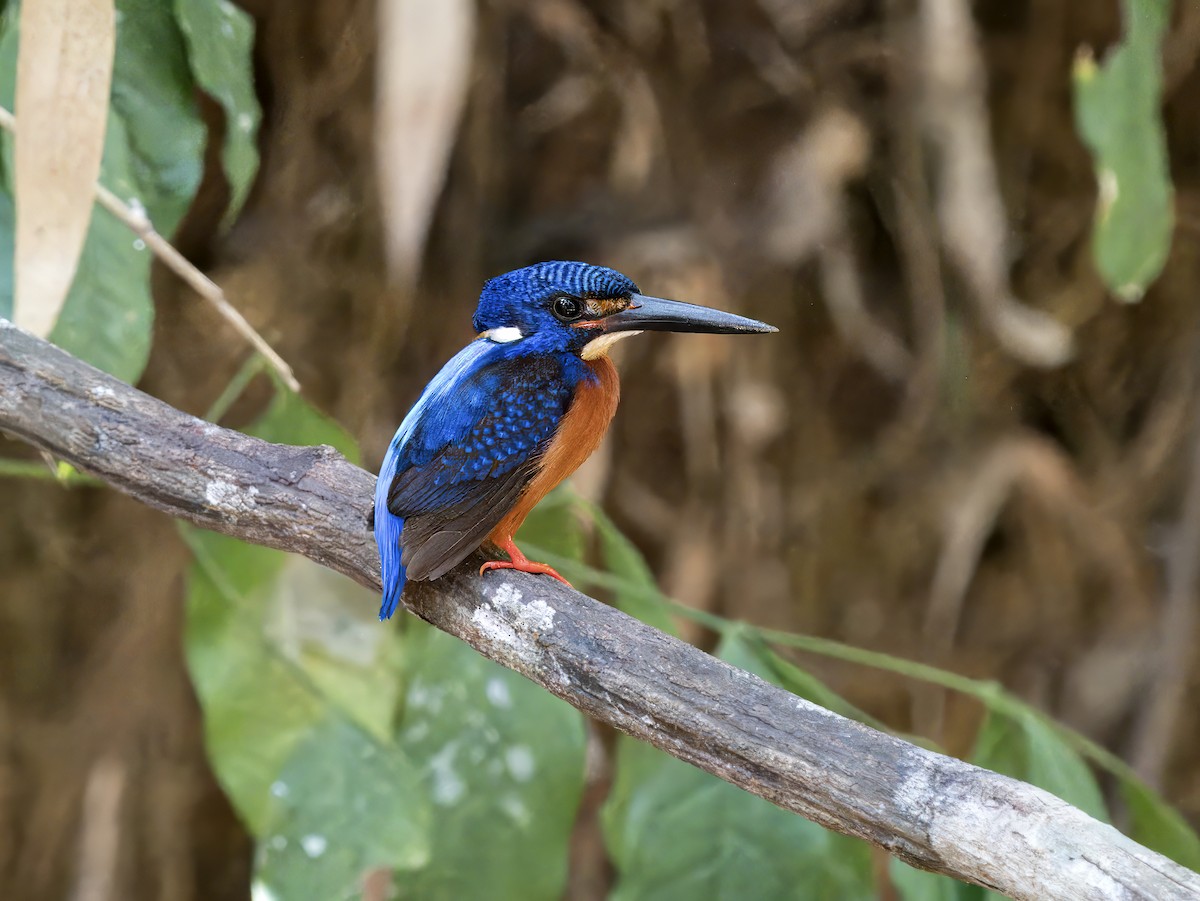 Blue-eared Kingfisher - ML620605386