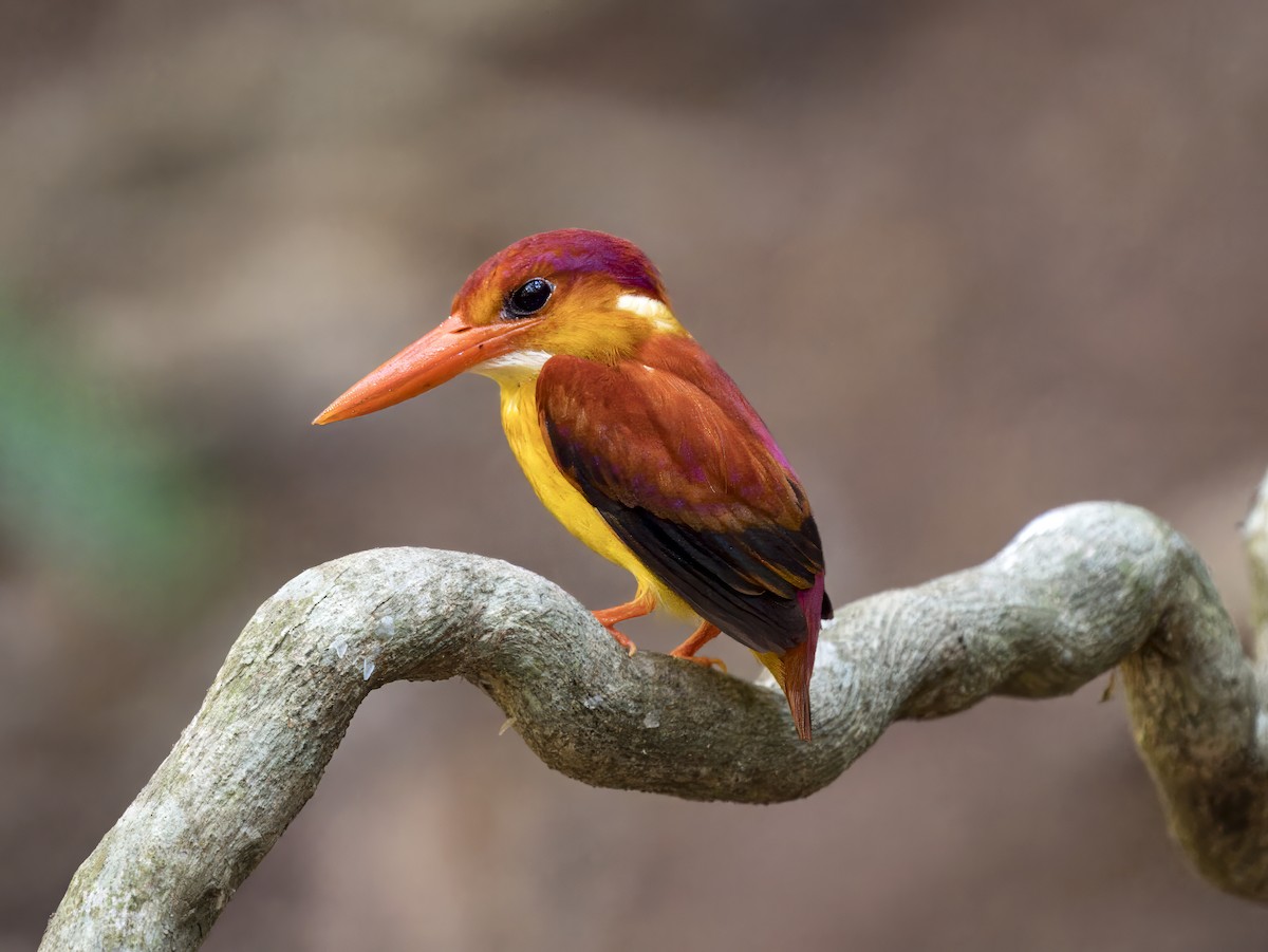 Rufous-backed Dwarf-Kingfisher - ML620605392