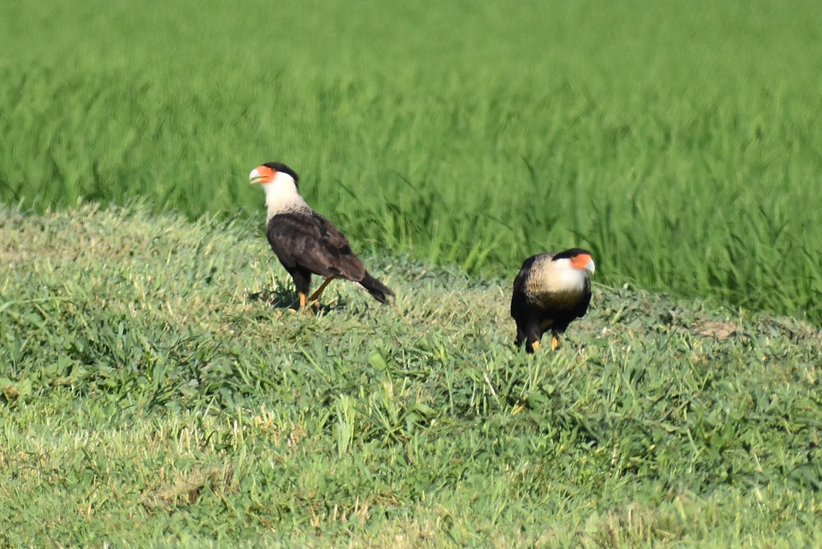 Caracara huppé - ML620605393