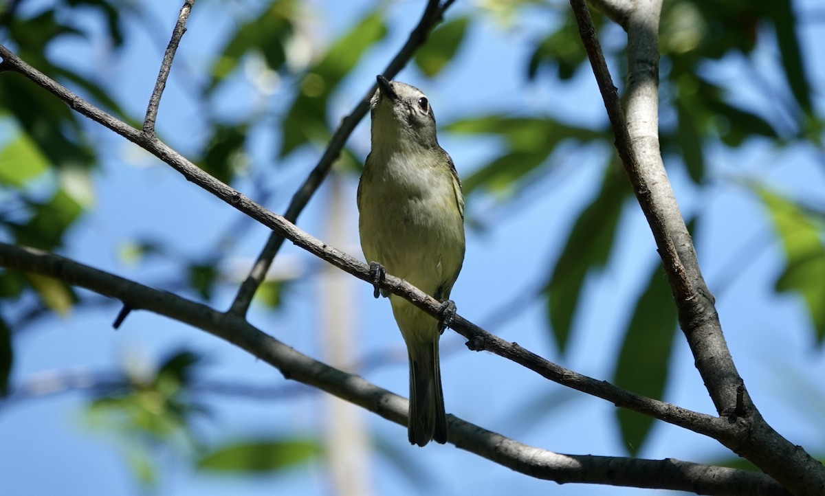 Cassin's Vireo - ML620605395