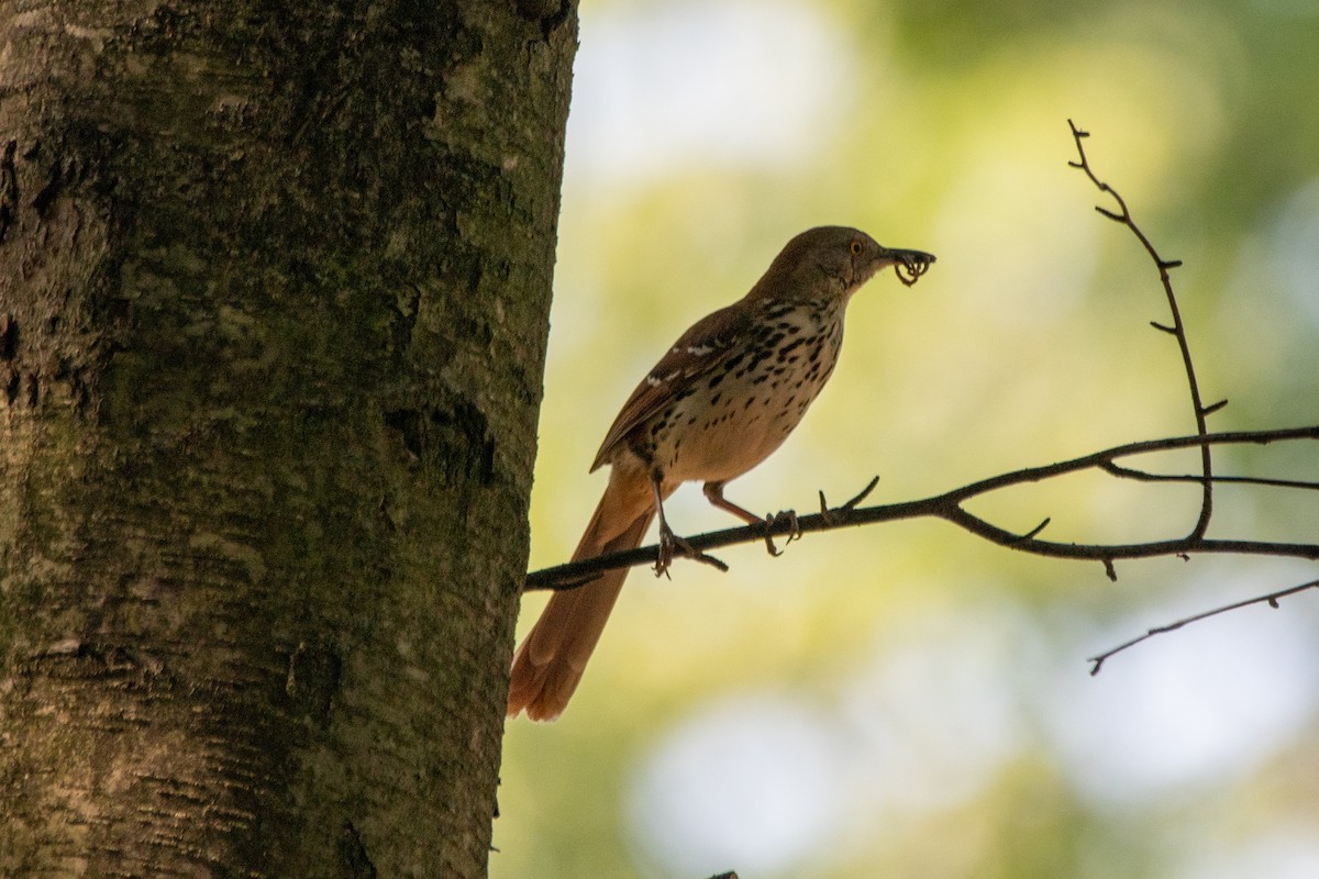 Brown Thrasher - ML620605396