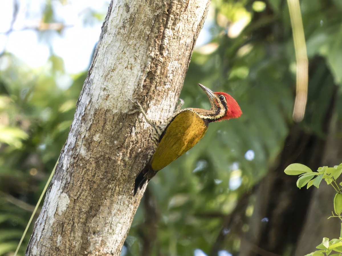 Spot-throated Flameback - ML620605397