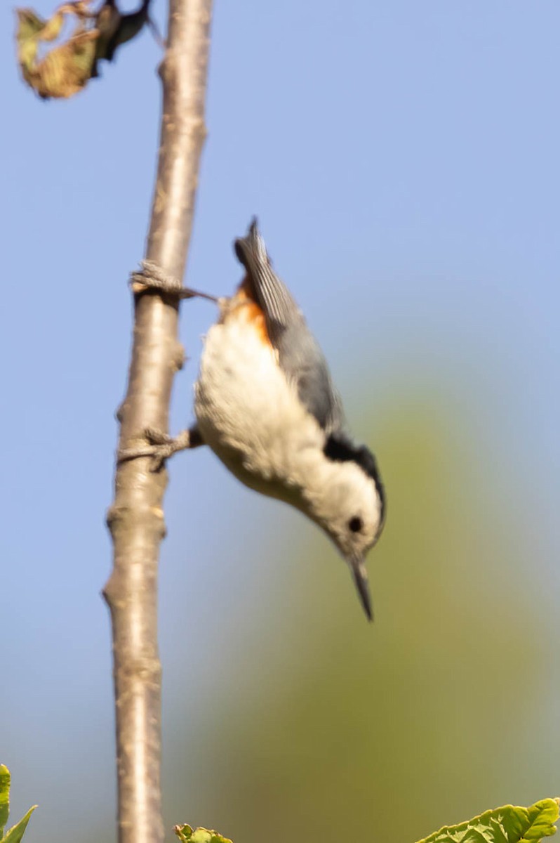 White-tailed Nuthatch - ML620605398