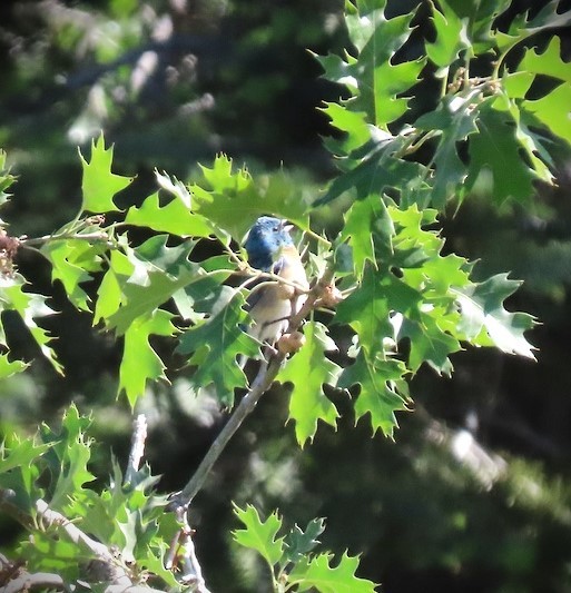 Lazuli Bunting - ML620605399