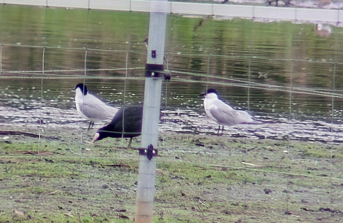 Gull-billed Tern - ML620605401