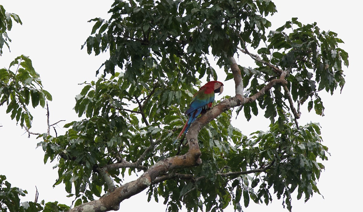 Red-and-green Macaw - ML620605404