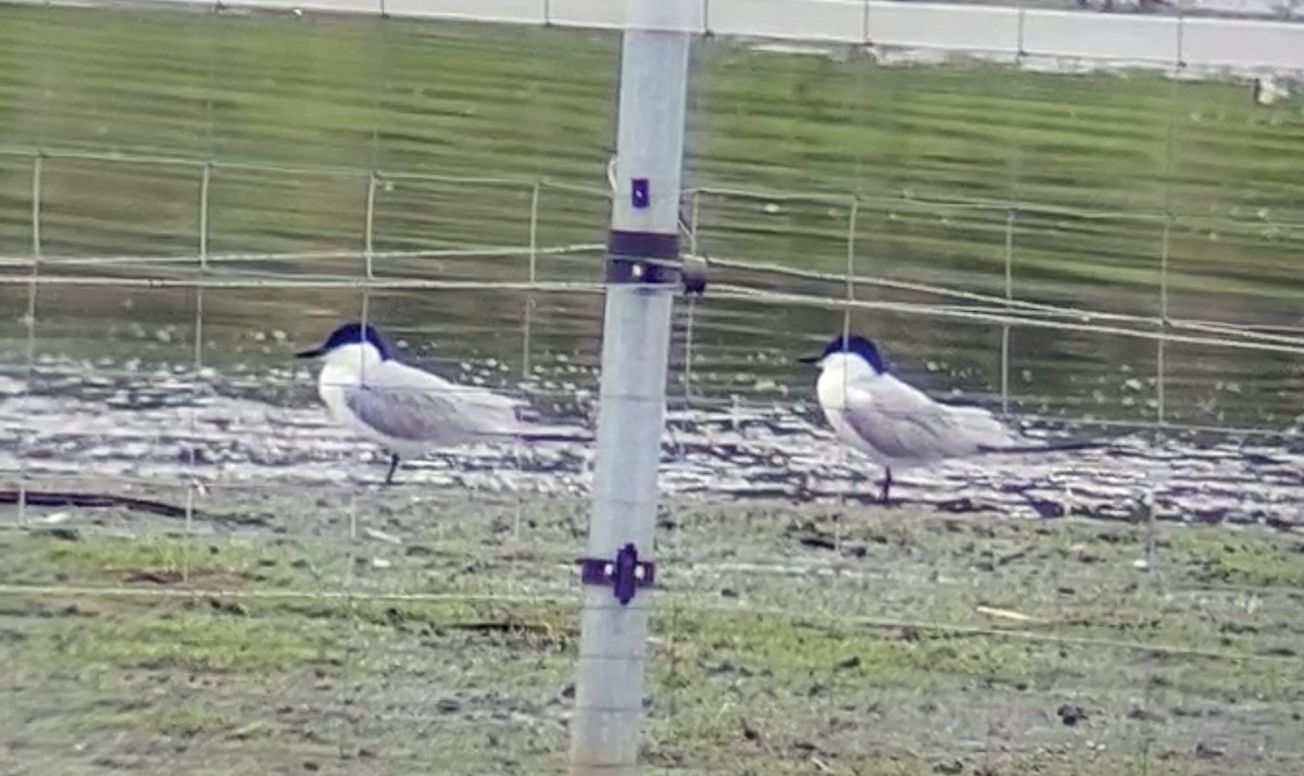 Gull-billed Tern - ML620605405