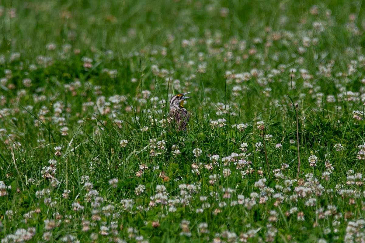 Eastern Meadowlark - ML620605408