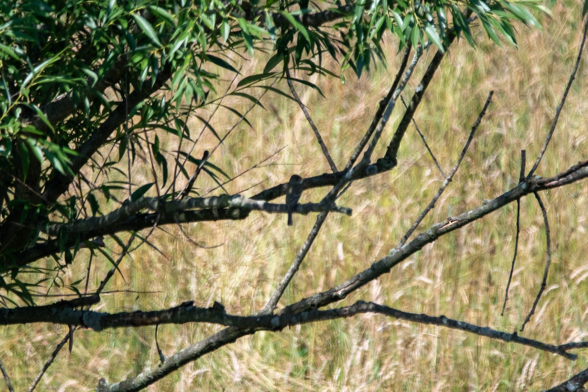 Willow Flycatcher - ML620605411