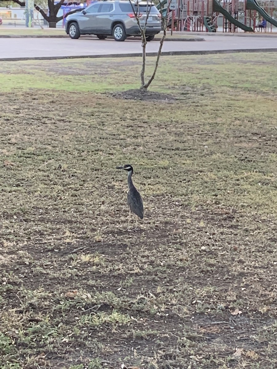 Yellow-crowned Night Heron - ML620605416