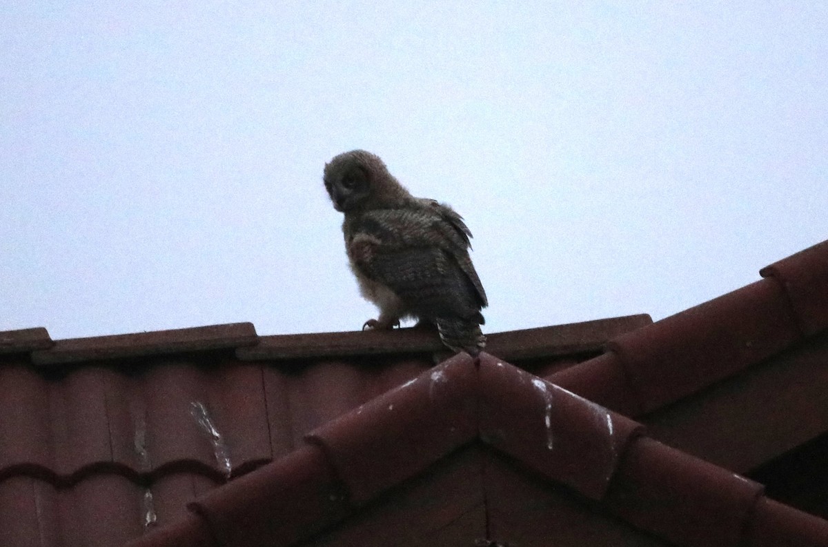 Great Horned Owl - ML620605417