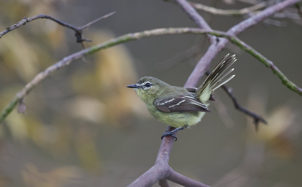 Amazonian Tyrannulet - David Brassington