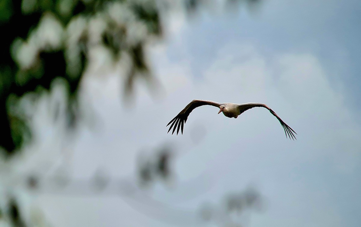 White Stork - ML620605419