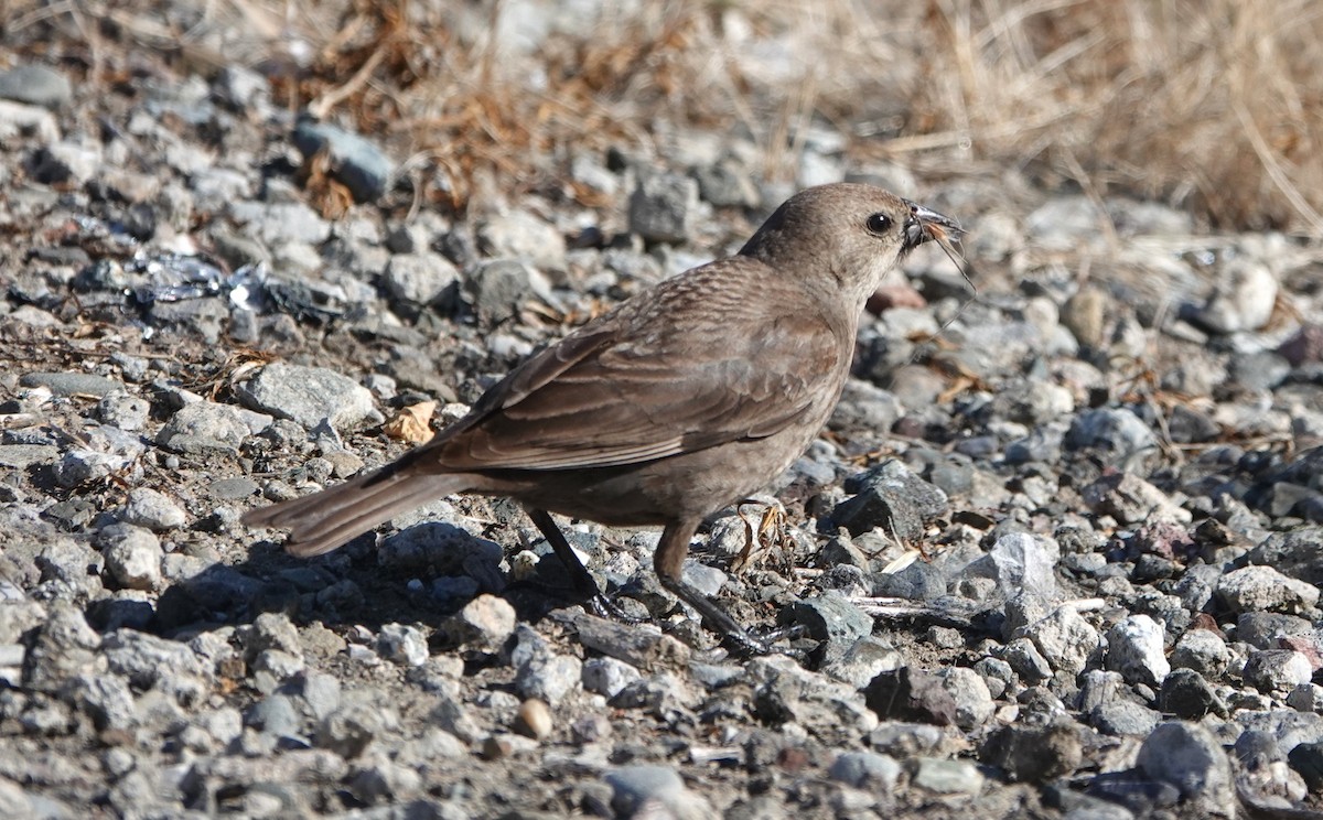 Brown-headed Cowbird - ML620605422