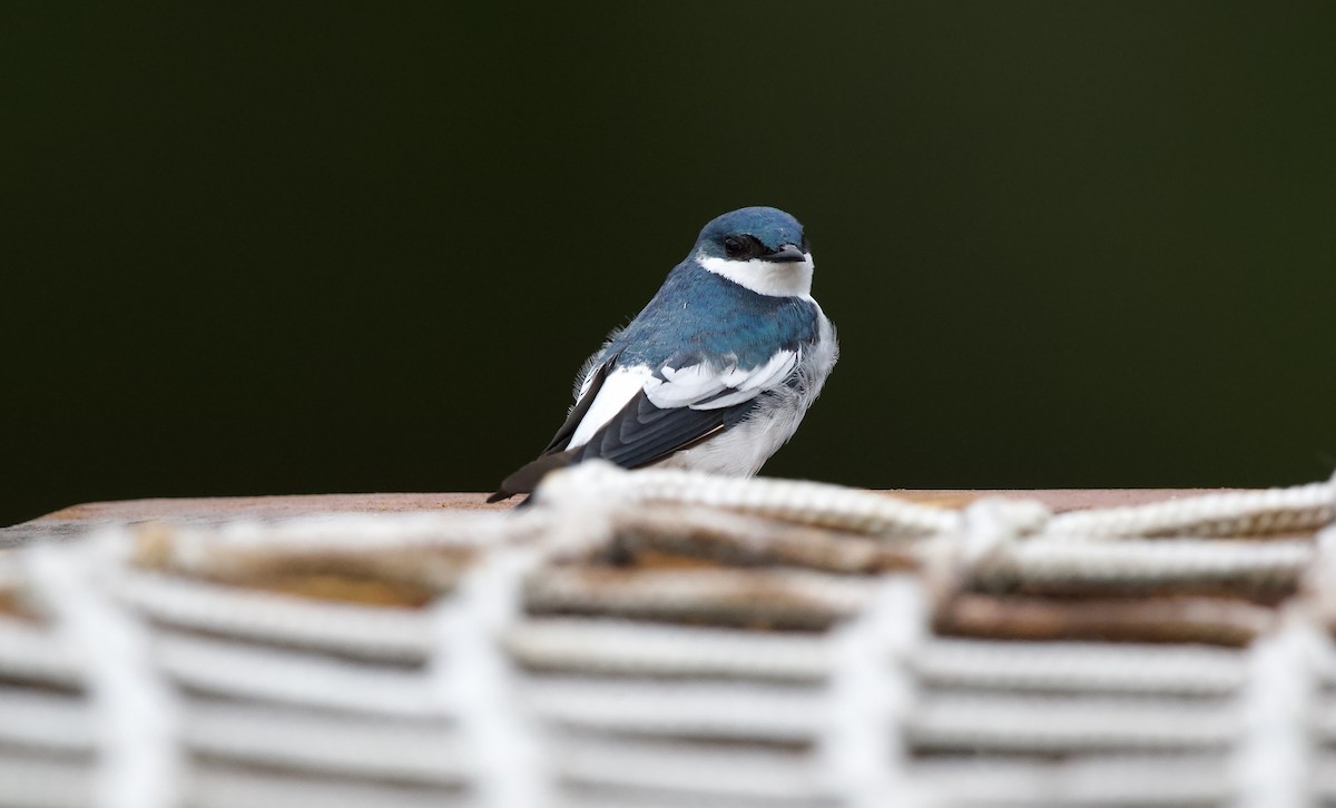 White-winged Swallow - ML620605423