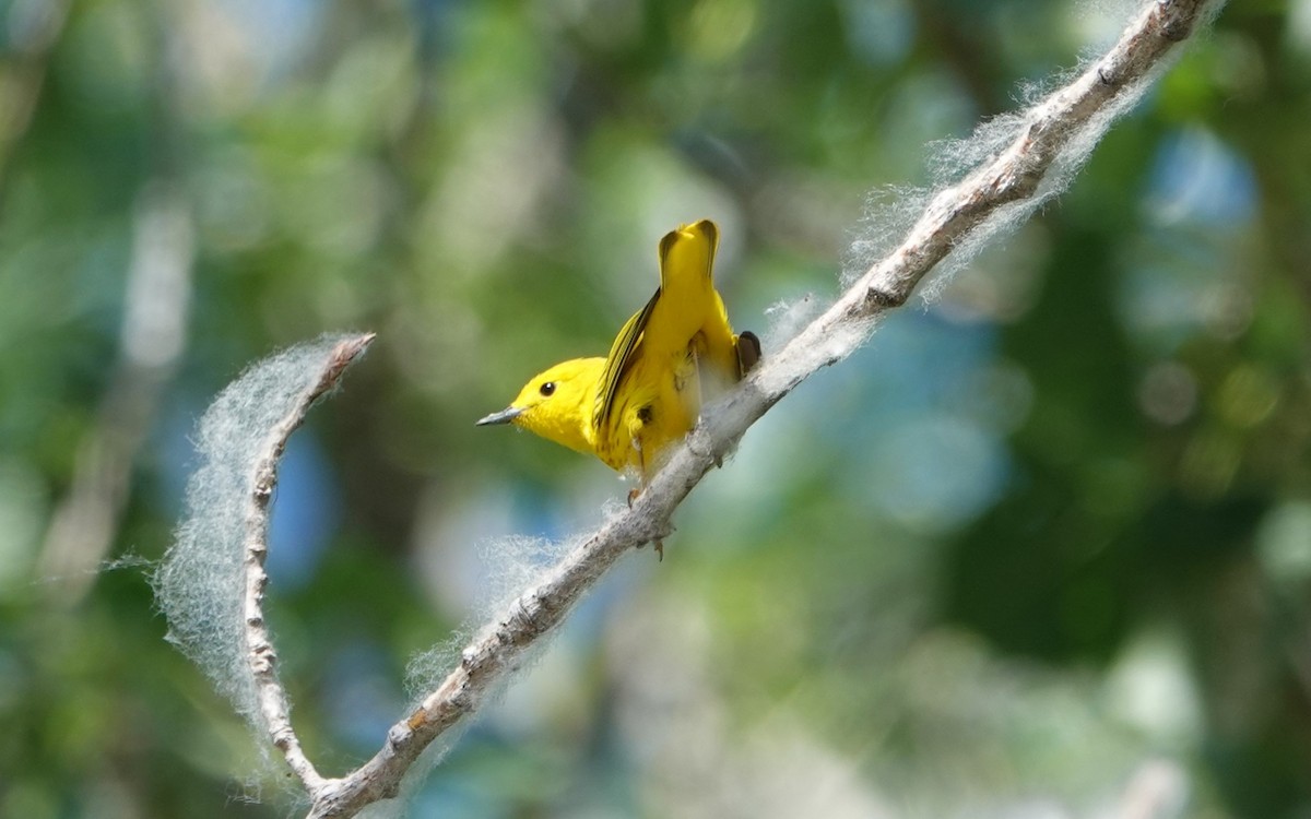 Yellow Warbler - ML620605424