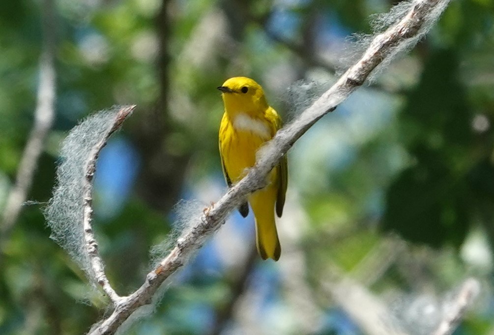 Yellow Warbler - ML620605425