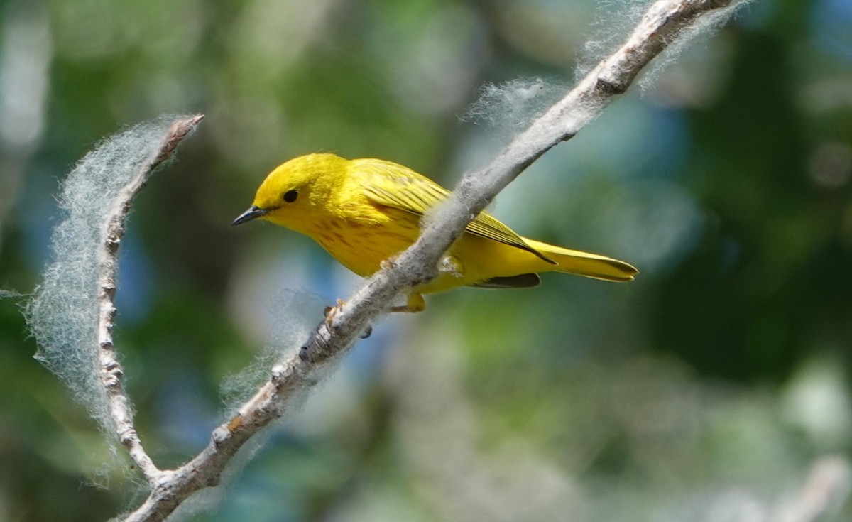 Yellow Warbler - ML620605426