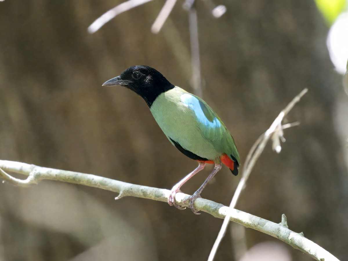 Western Hooded Pitta (Philippine) - ML620605429