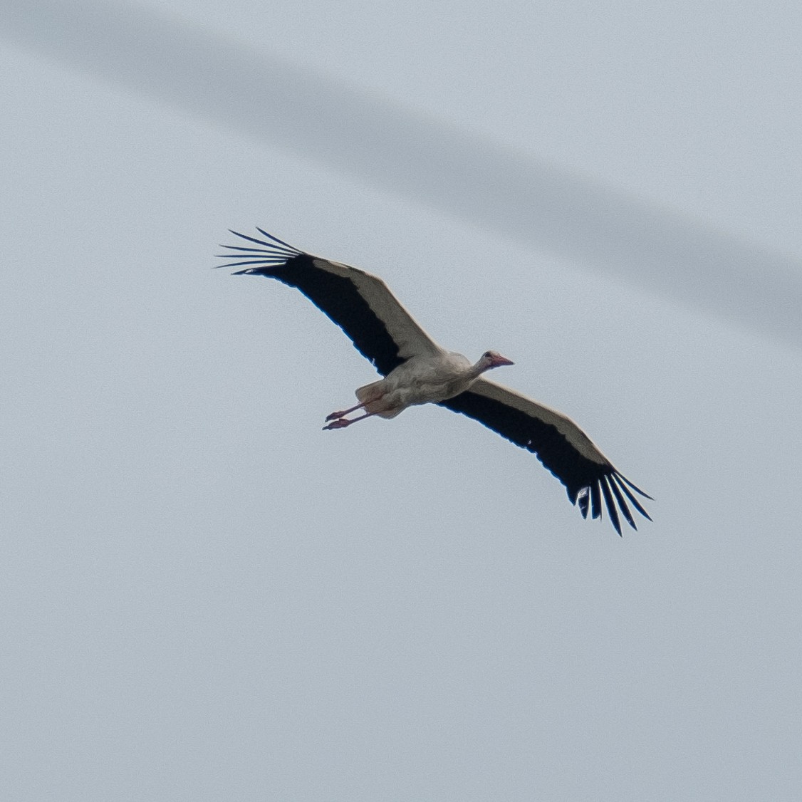 White Stork - ML620605430