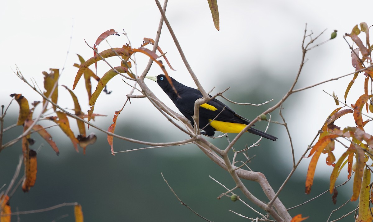 Yellow-rumped Cacique (Amazonian) - ML620605431