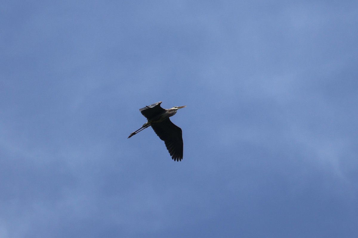 Great Blue Heron - ML620605437