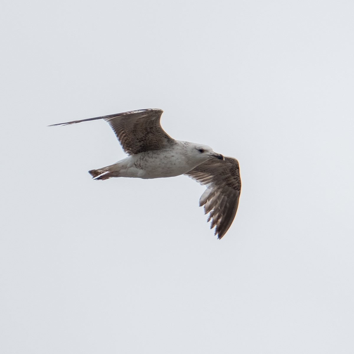 Yellow-legged Gull - ML620605438