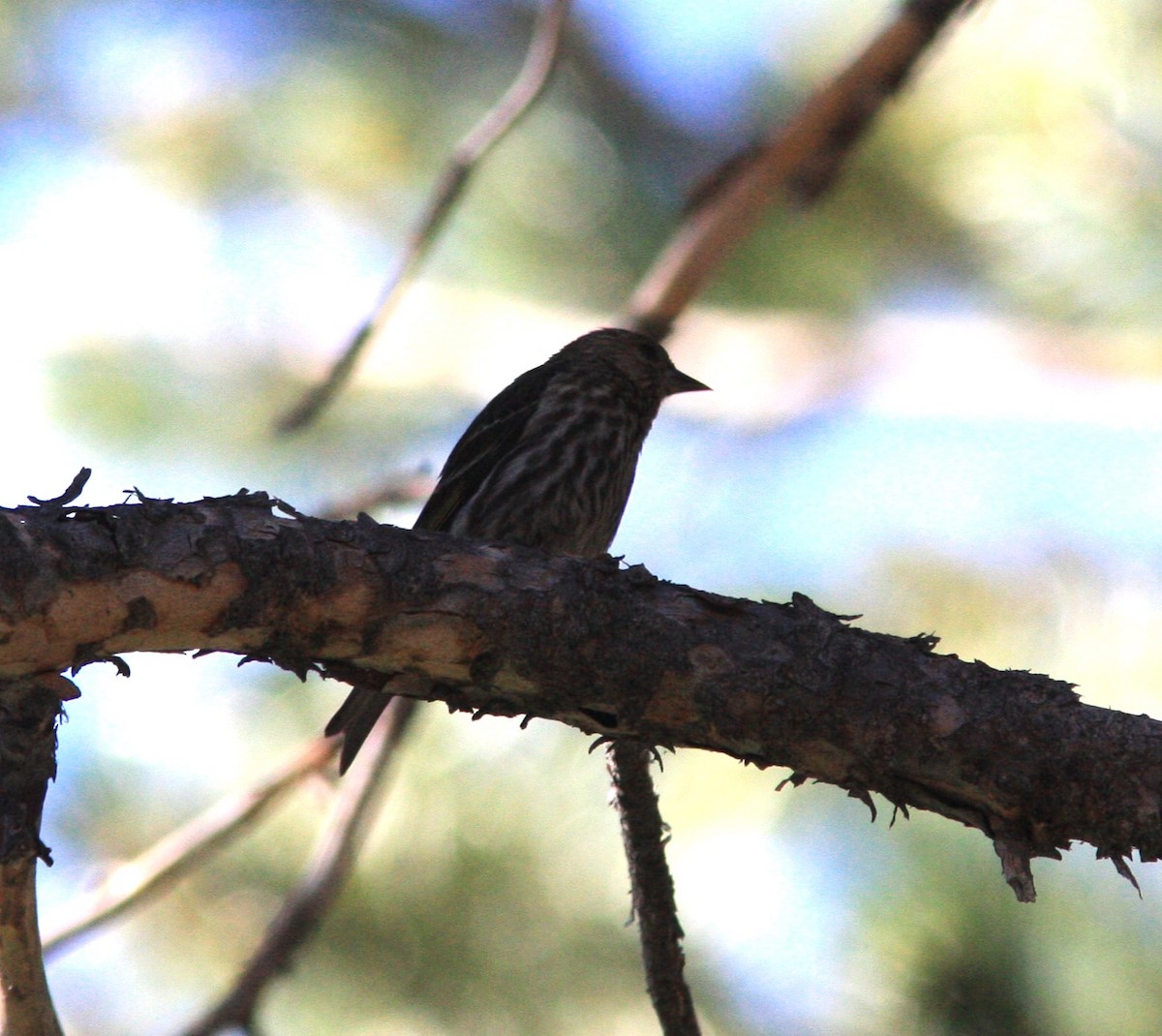 Pine Siskin - ML620605442