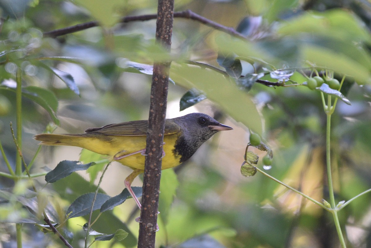 Mourning Warbler - ML620605444