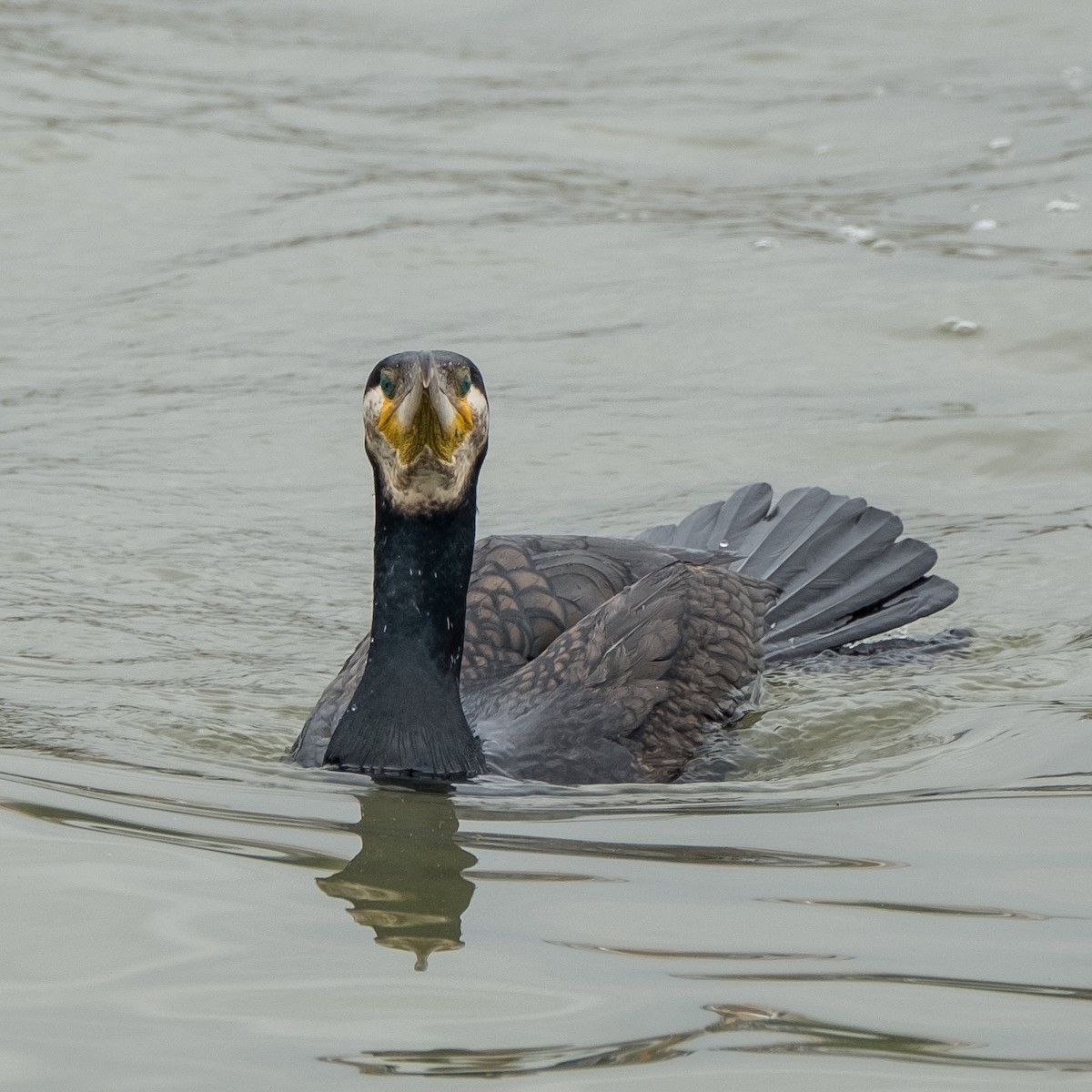 Great Cormorant - ML620605457