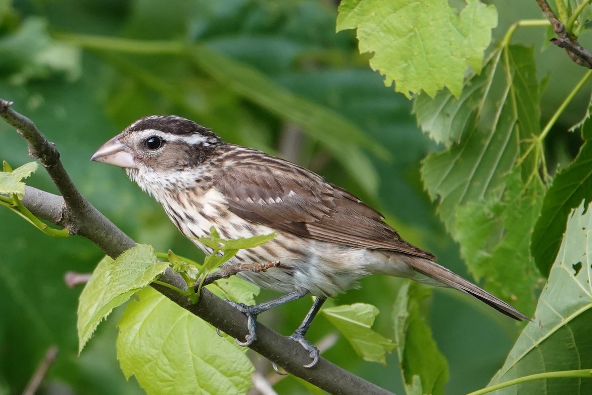 Rose-breasted Grosbeak - ML620605463