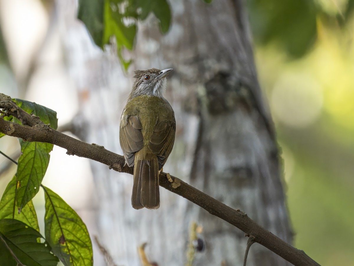 Gray-throated Bulbul - ML620605466