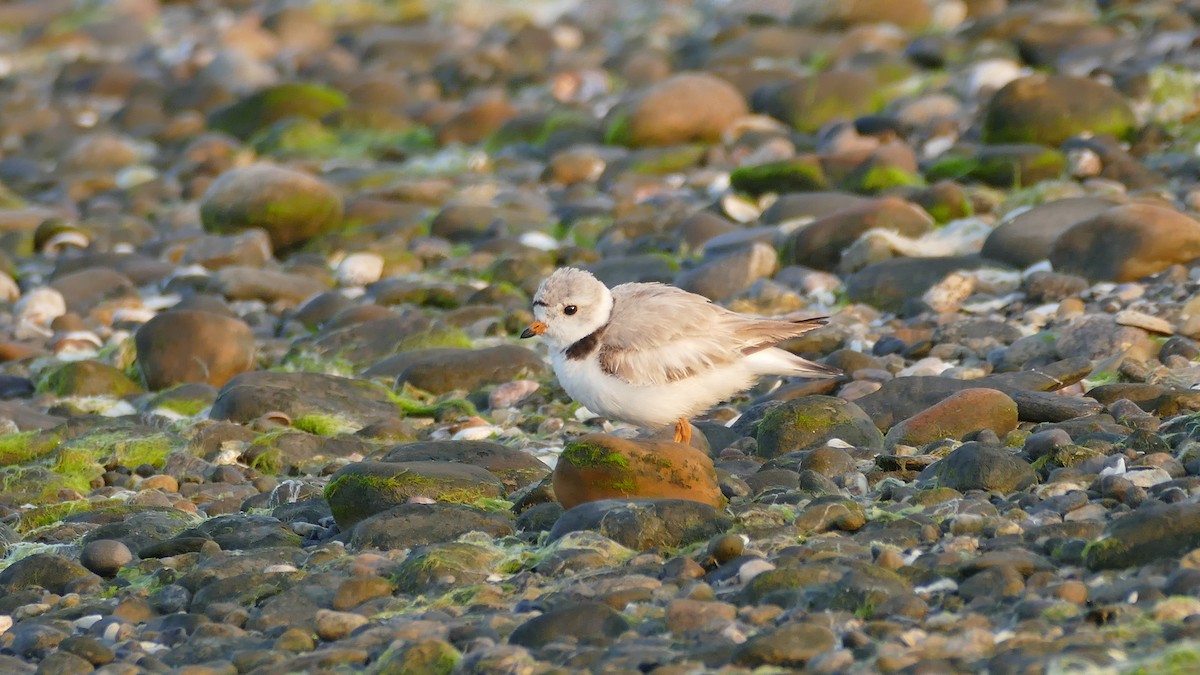 Piping Plover - ML620605467