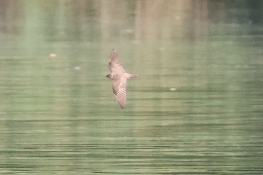 Golondrina Aserrada - ML620605469