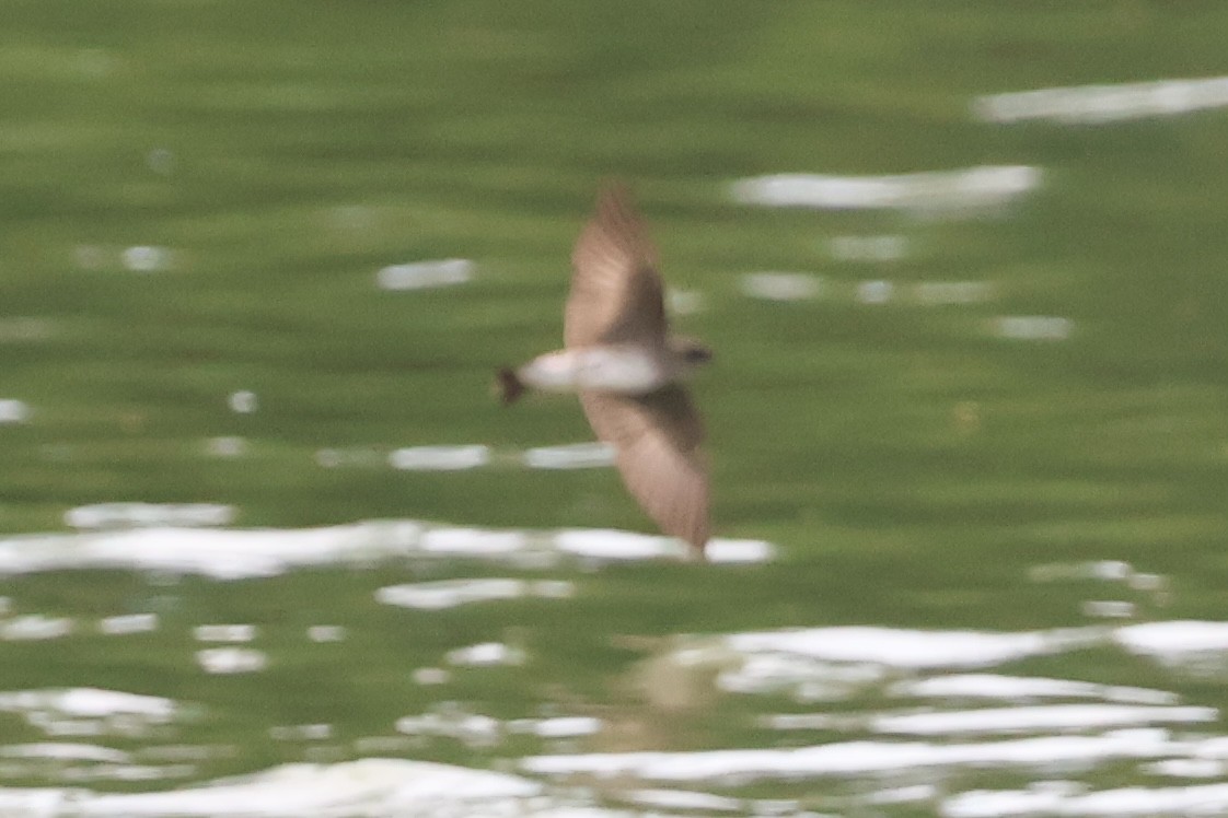 Golondrina Aserrada - ML620605473