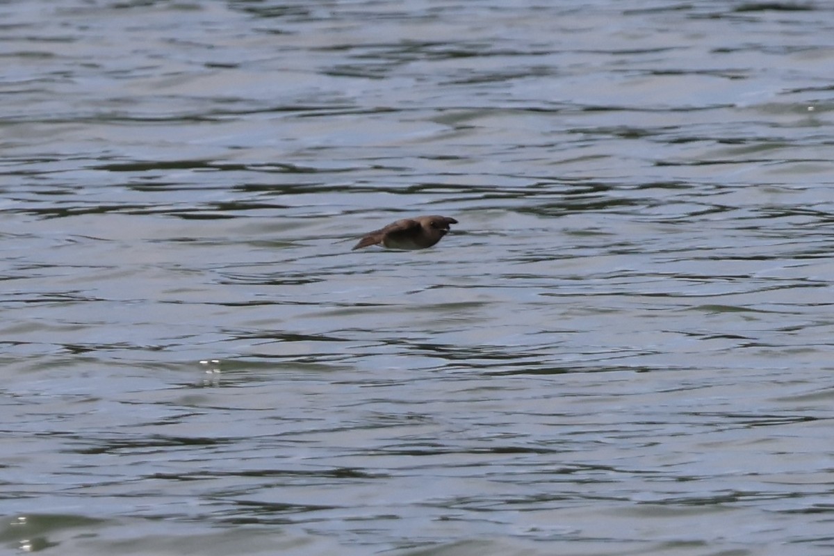 Golondrina Aserrada - ML620605474