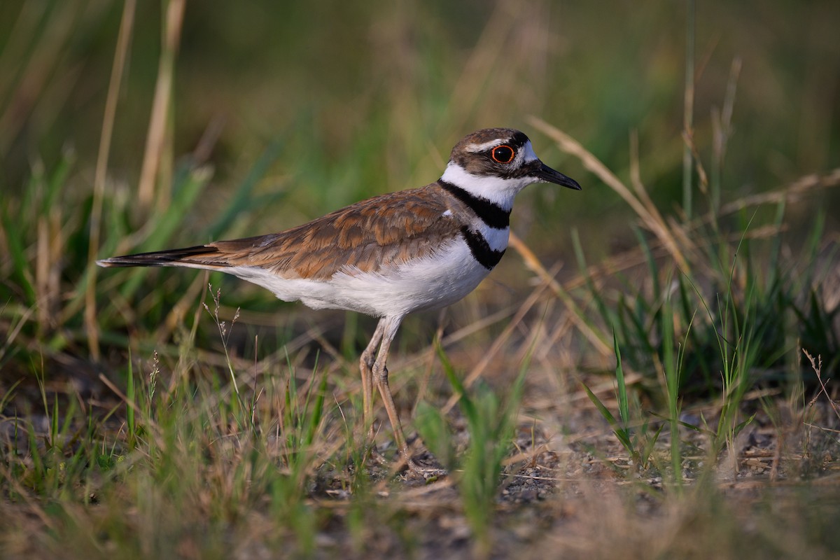 Killdeer - ML620605479