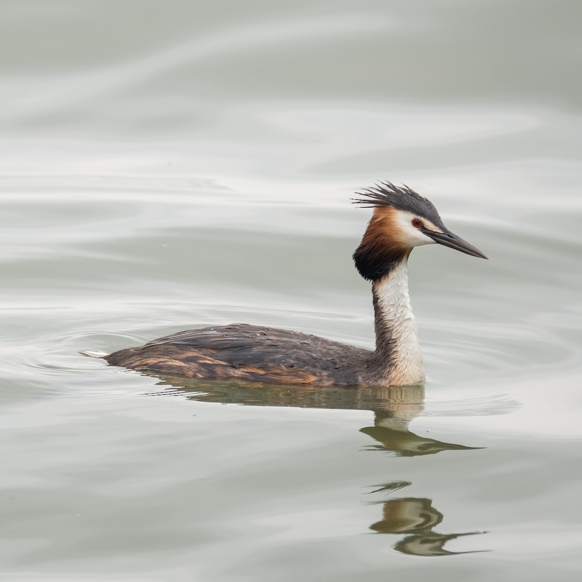 Great Crested Grebe - ML620605481