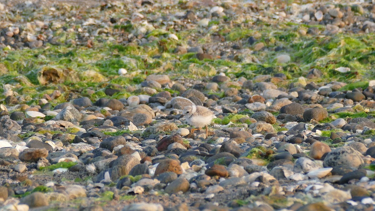 Piping Plover - ML620605482