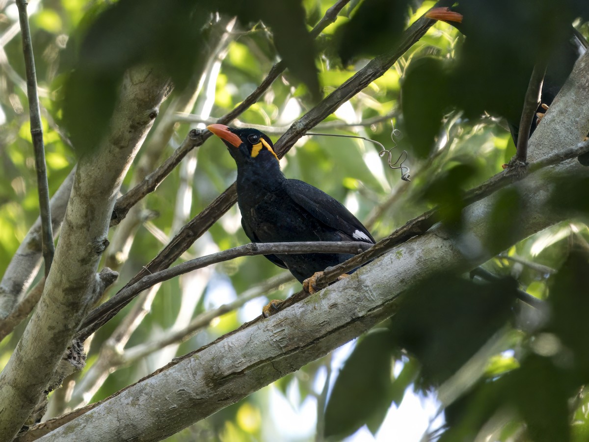 Common Hill Myna (Common) - ML620605487