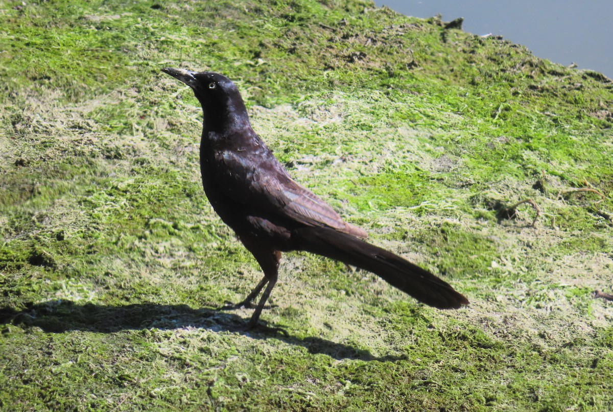 Great-tailed Grackle - ML620605493