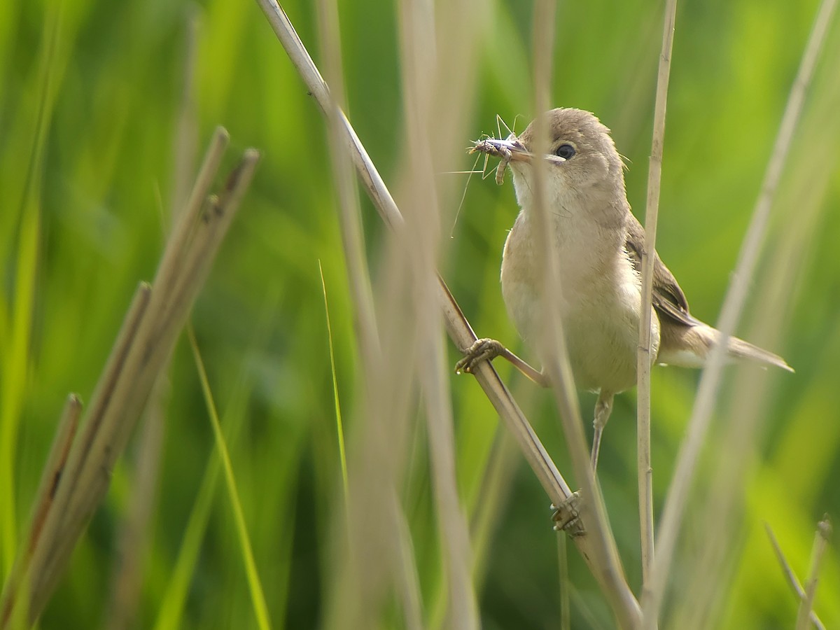 Common Reed Warbler (Common) - ML620605495