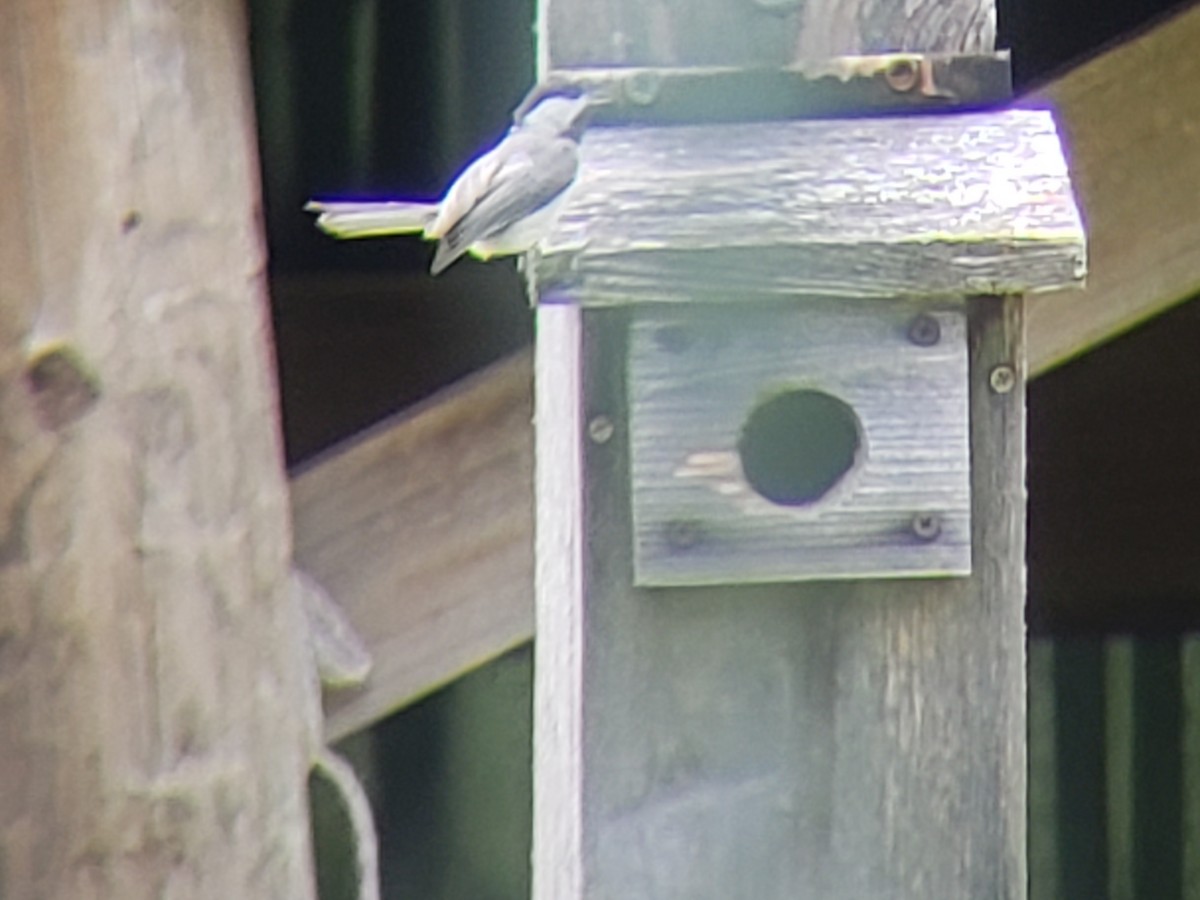 Carolina Chickadee - ML620605496