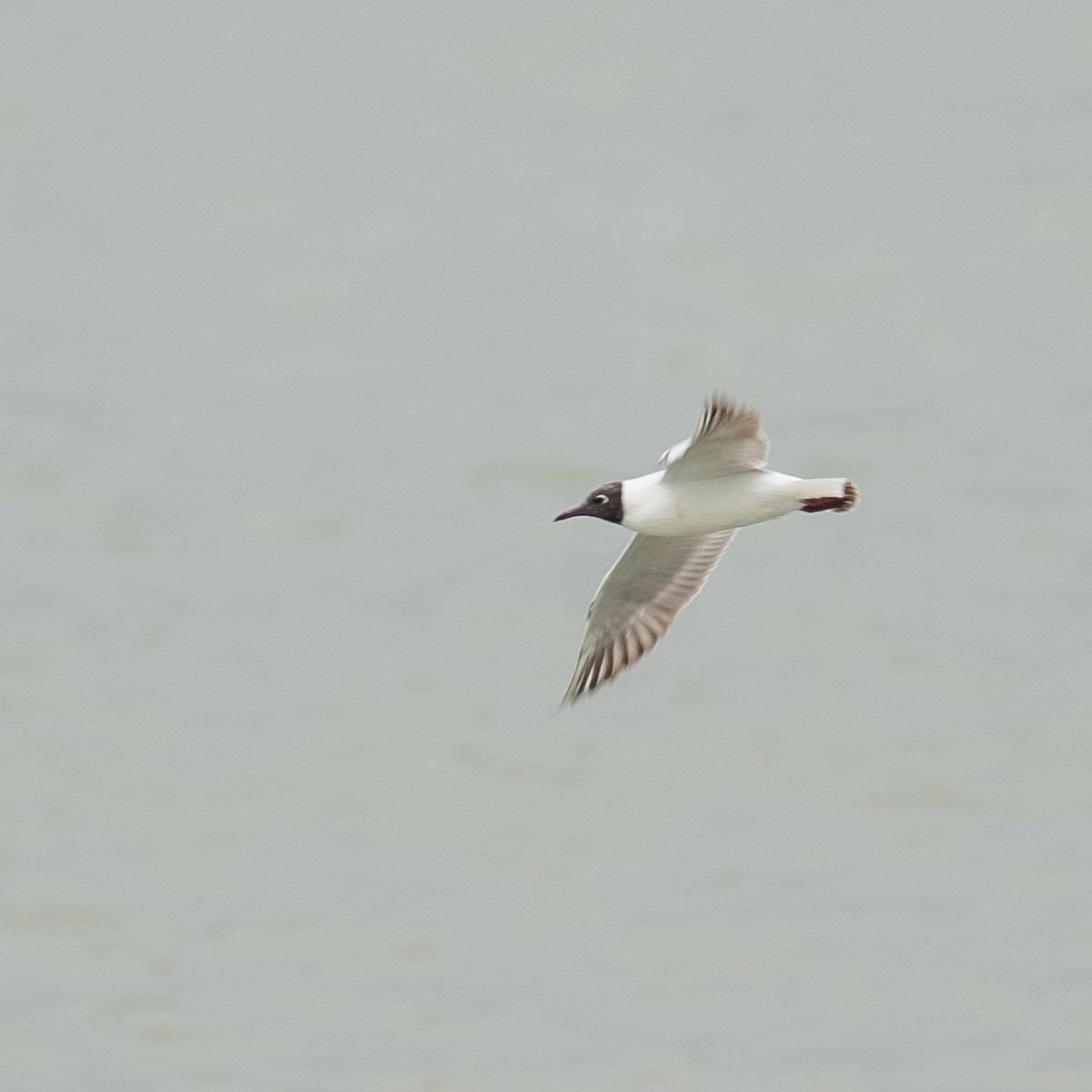 Black-headed Gull - ML620605501