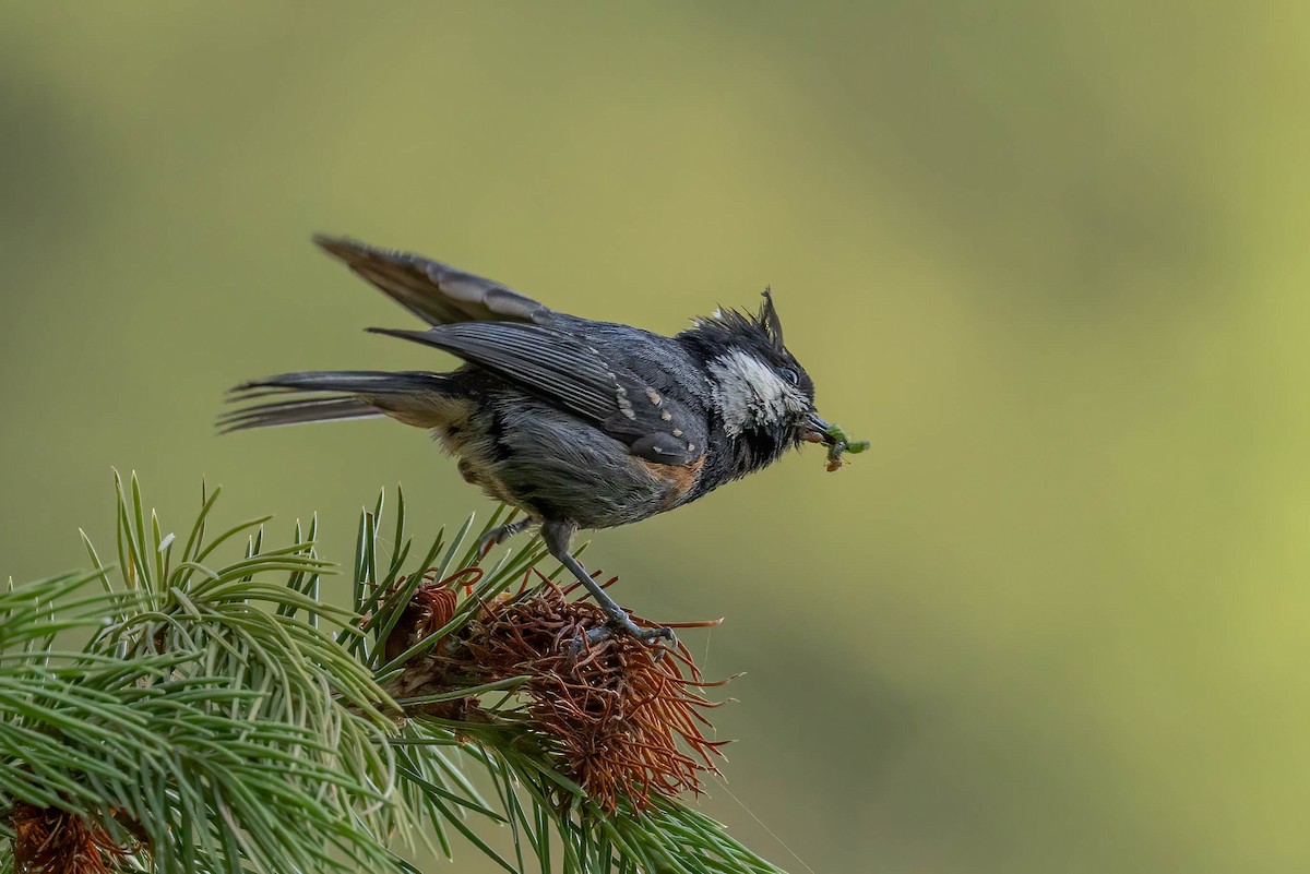 Coal Tit - ML620605503