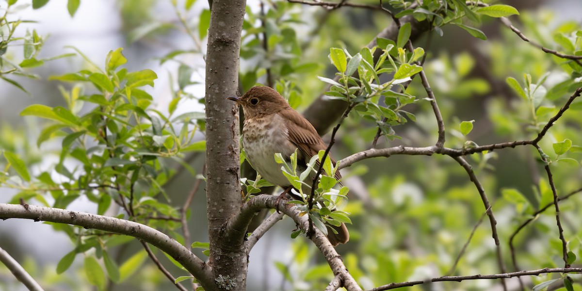 Swainson's Thrush - ML620605504