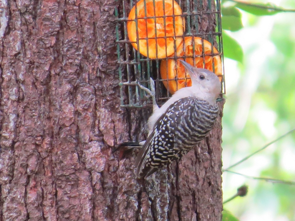 Red-bellied Woodpecker - ML620605507