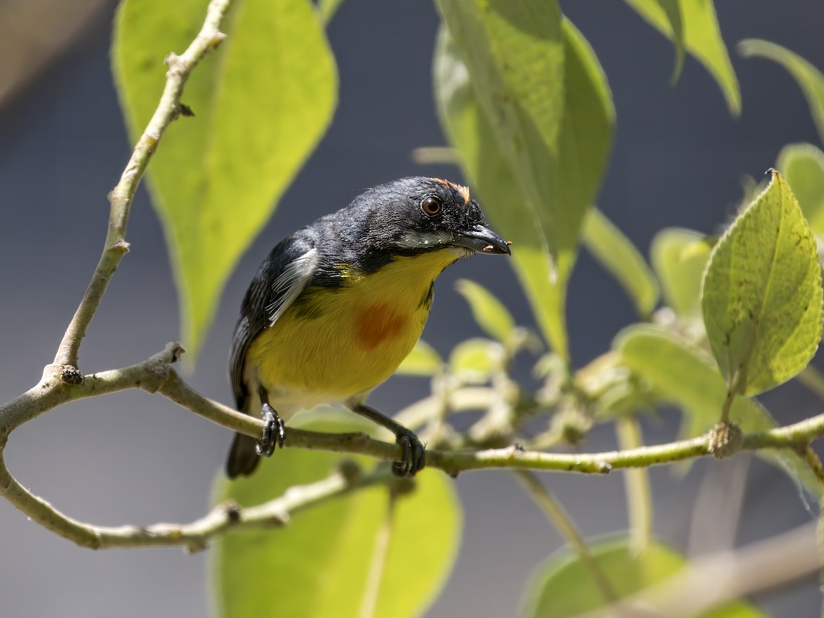 Palawan Flowerpecker - ML620605509